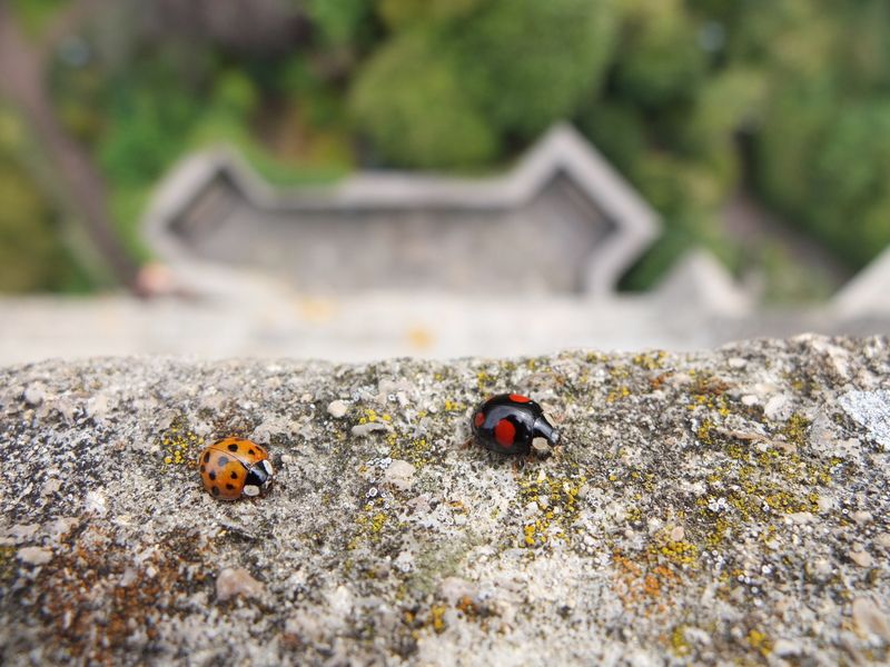 Ladybugs at the top of Cabot Tower